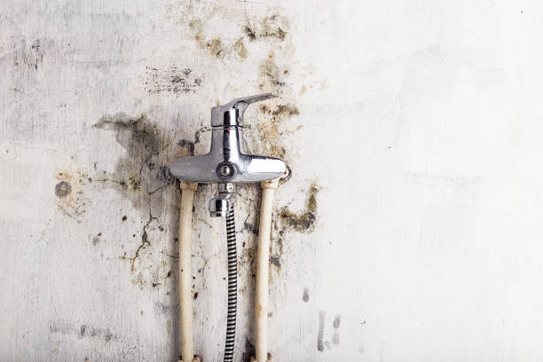 Best Professional Mold Removal  in La Verne, CA