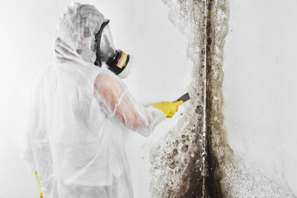 Best Fast Mold Removal  in La Verne, CA