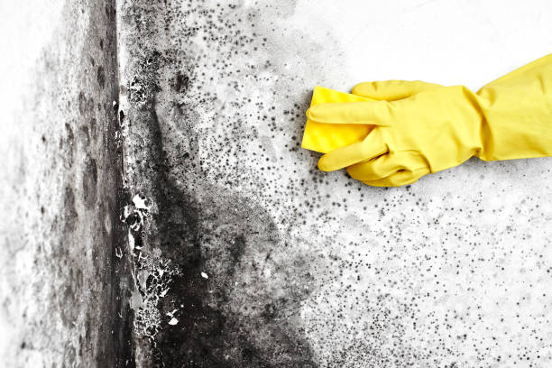 Best Certified Mold Removal  in La Verne, CA