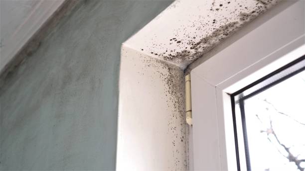 Best Commercial Mold Removal  in La Verne, CA