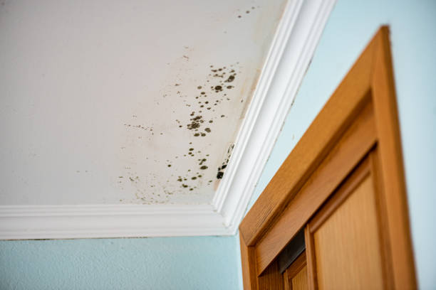 Best Toxic Mold Removal  in La Verne, CA