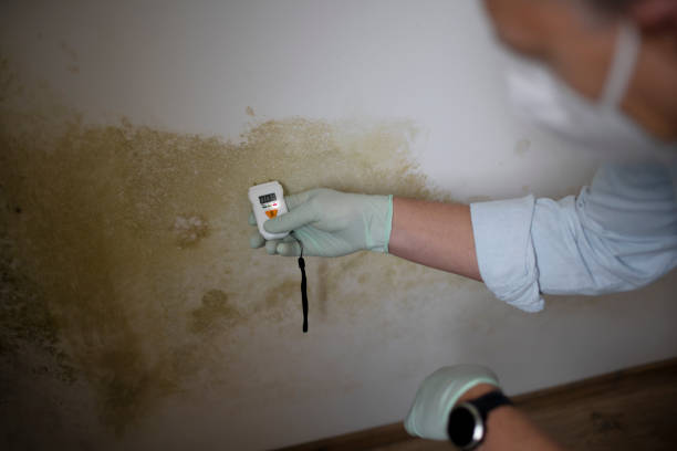 Best Best Mold Removal Companies  in La Verne, CA