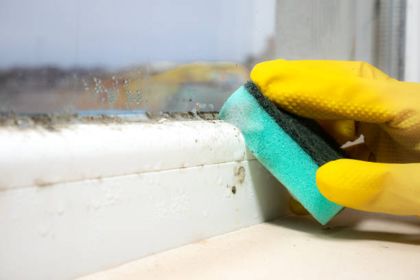 La Verne, CA Mold Removal Company