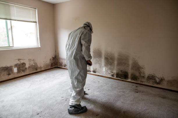 Mold Removal Process in La Verne, CA