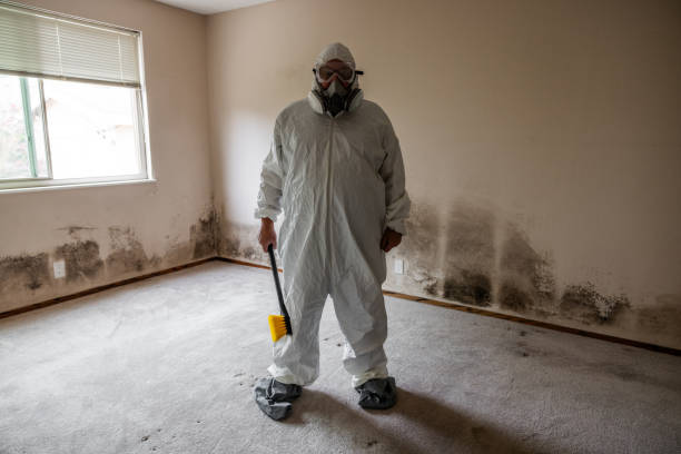 Best Mold Remediation  in La Verne, CA