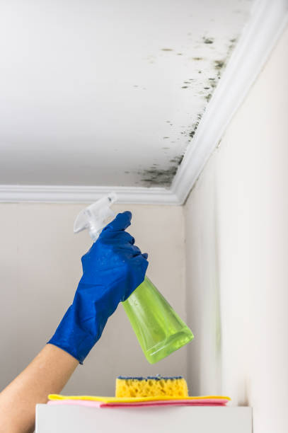 Best Attic Mold Removal  in La Verne, CA